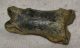  Ursus spelaeus toe bone (43 mm) proximal phalanges