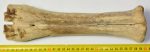 Bison priscus metatarsal bone (294 mm)