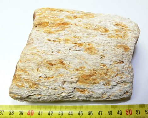 Tempskya varians páfrány törzs kövület (1004 gramm) ELFOGYOTT (LL B) 08