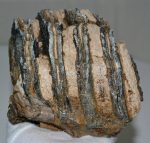 Mammuthus meridionalis részleges fog (1379 gramm)
