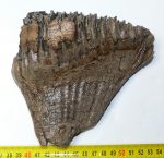 Mammuthus primigenius tooth (880 grams)