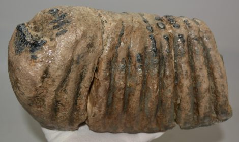 Mammuthus meridionalis részleges fog (5524 gramm)