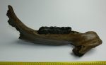   Coelodonta antiquitatis részleges állkapocs (447 mm) gyapjas orrszarvú