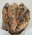 Mammuthus sp. részleges fog (303 gramm)