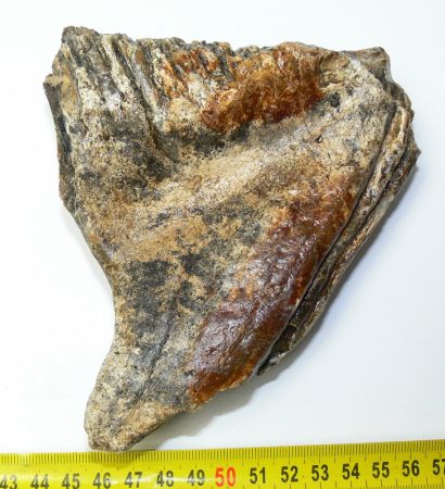 Mammuthus primigenius részleges fog (560 gramm) 