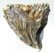 Mammuthus primigenius partial tooth (560 grams) Woolly mammoth molar SOLD (LL B) 03