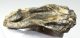 Mammuthus primigenius részleges fog (560 gramm) 