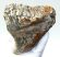 Mammuthus primigenius részleges fog (560 gramm) ELFOGYOTT (LL B) 03