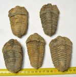  5 pc Calymene trilobites from Morocco