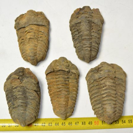  5 pc Calymene trilobites from Morocco