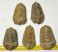  5 pc Calymene trilobites from Morocco