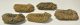  5 pc Calymene trilobites from Morocco