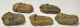  5 pc Calymene trilobites from Morocco