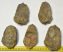 5 pc Calymene trilobites from Morocco