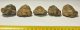  5 pc Calymene trilobites from Morocco