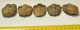  5 pc Calymene trilobites from Morocco