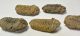  5 pc Calymene trilobites from Morocco
