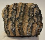 Mammuthus meridionalis részleges fog (1366 gramm)