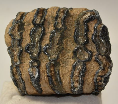 Mammuthus meridionalis részleges fog (1366 gramm)