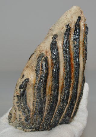 Mammuthus sp. partial upper tooth (949 grams) SOLD (J) 09