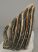 Mammuthus sp. partial upper tooth (949 grams) SOLD (J) 09