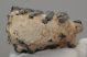 Mammuthus sp. partial upper tooth (949 grams) SOLD (J) 09