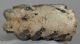 Mammuthus sp. partial upper tooth (949 grams) SOLD (J) 09