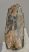 Mammuthus sp. partial upper tooth (949 grams) SOLD (J) 09