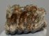 Mammuthus sp. partial upper tooth (949 grams) SOLD (J) 09