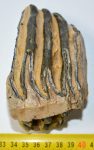 Mammuthus sp. részleges fog (580 gramm)
