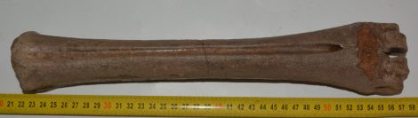 Megaloceros giganteus metatarsus csont (358 mm)