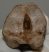Megaloceros giganteus metatarsus csont (358 mm)