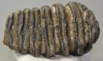 Mammuthus meridionalis tooth (1195 grams) 