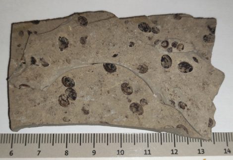 Eosestheria sp. from Liaoning