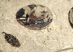 Eosestheria sp. from Liaoning
