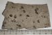 Eosestheria sp. from Liaoning