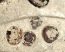 Eosestheria sp. from Liaoning