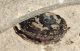 Eosestheria sp. from Liaoning
