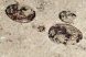 Eosestheria sp. from Liaoning