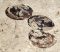Eosestheria sp. from Liaoning