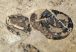 Eosestheria sp. from Liaoning