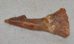 Onchopristis numidus sawfish tooth