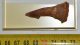 Onchopristis numidus sawfish tooth