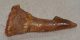 Onchopristis numidus sawfish tooth