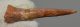Onchopristis numidus sawfish tooth