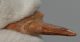 Onchopristis numidus sawfish tooth