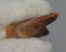 Onchopristis numidus sawfish tooth