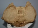   Mammuthus primigenius partial axis vertebra (218 mm x 154 mm)