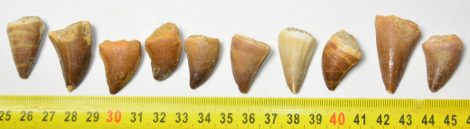 10 pieces Mosasaurus tooth from Morocco