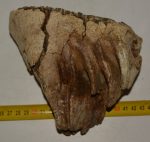 Mammuthus primigenius fog (1311 gramm) Gyapjas mamut